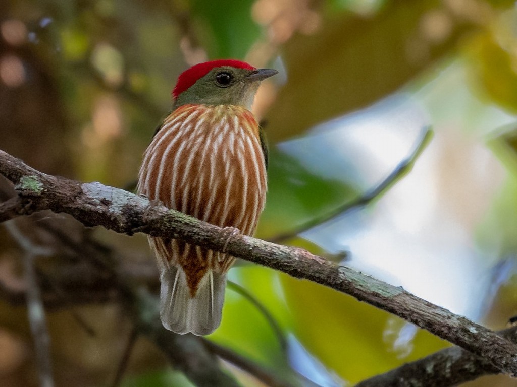 características do tangara-riscado