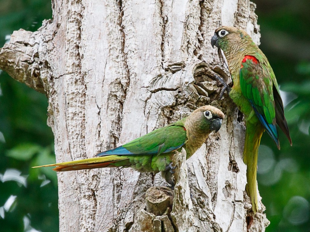 características do tiriba-fogo