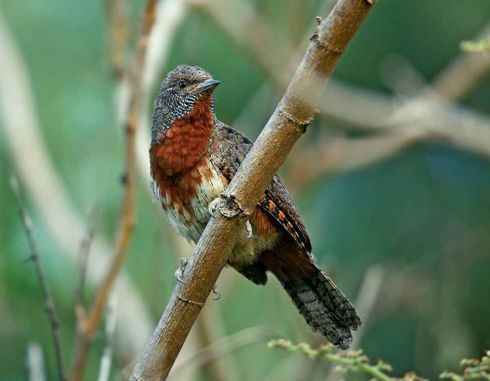 caracteristicas do torcicolo-de-garganta-castanha