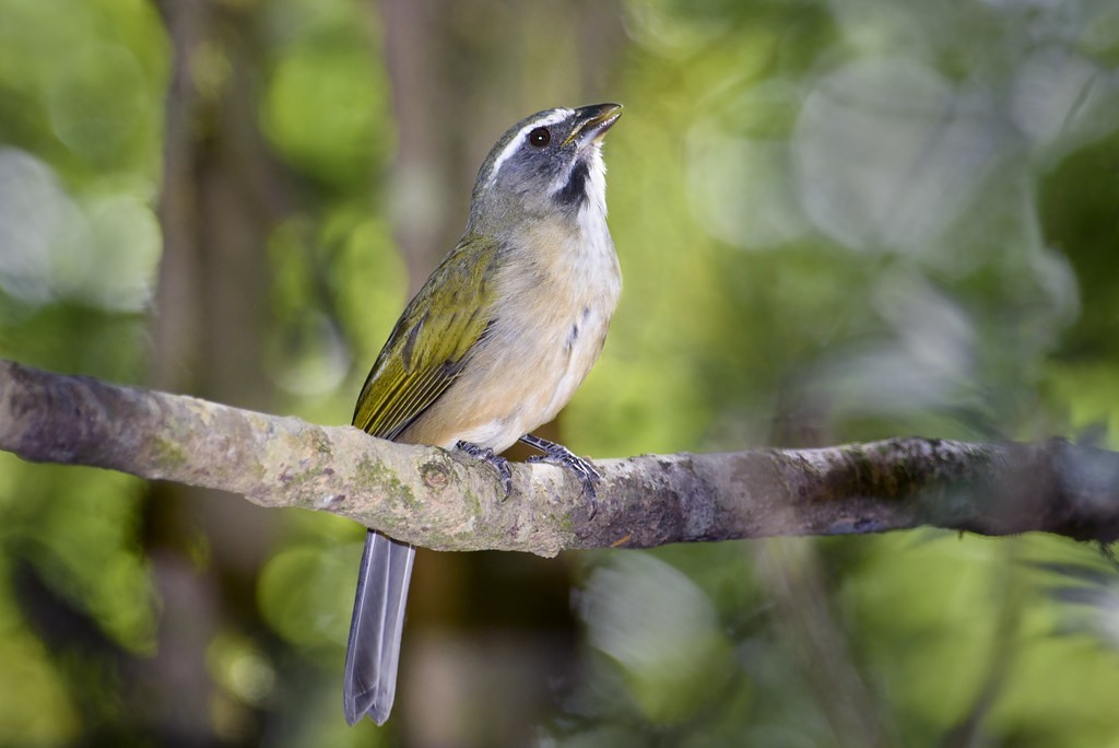 características do trinca-ferro-verdadeiro