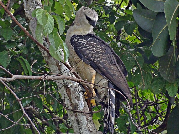 caracteristicas do uiracu-falto