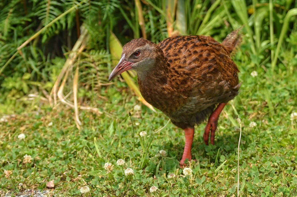 caracteristicas do weka