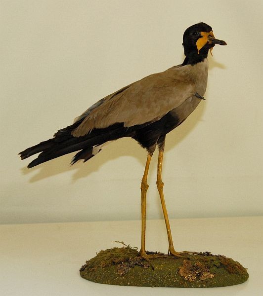 carcateristicas do javan lapwing