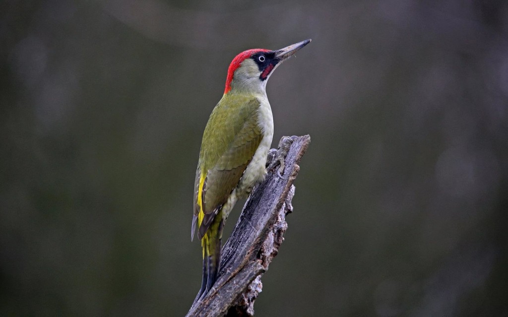 carcateristicas do peto-verde