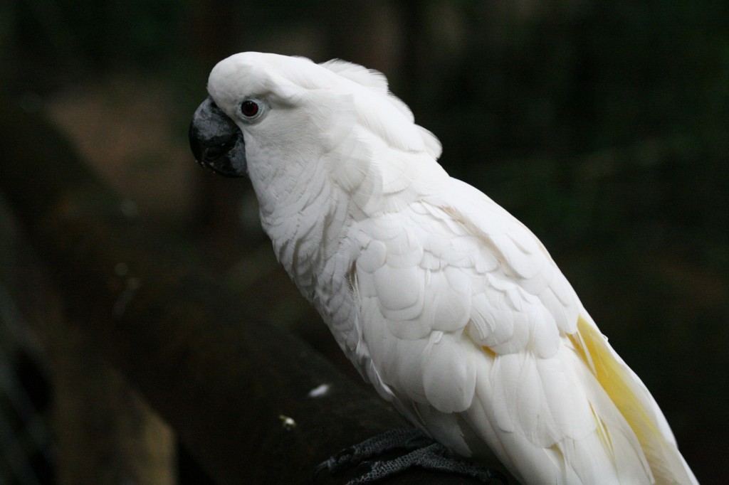 cacatua branca