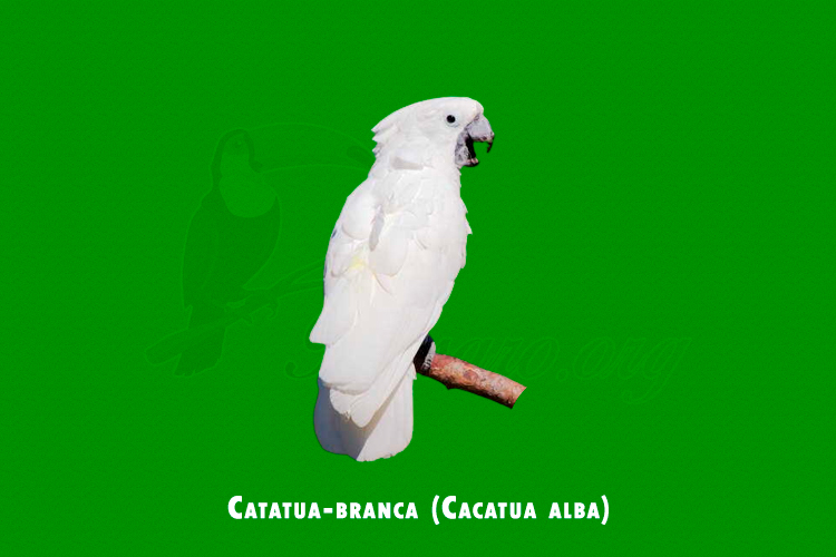 catatua-branca (cacatua alba )