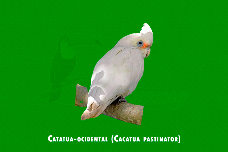catatua-ocidental ( cacatua pastinator)