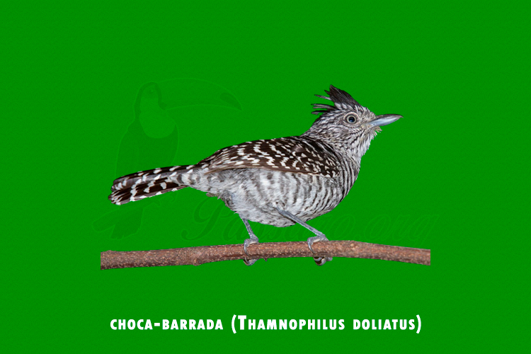 choca-barrada (Thamnophilus doliatus)