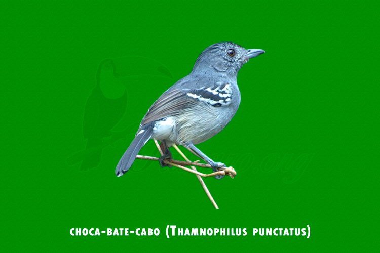 choca-bate-cabo ( Thamnophilus punctatus)