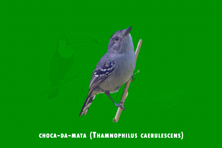 choca-da-mata (Thamnophilus caerulescens)