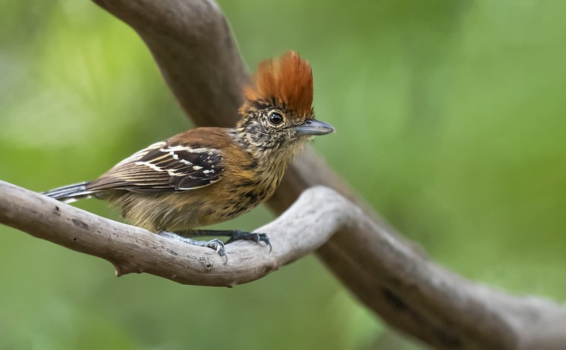 choca-de-crista-preta femea