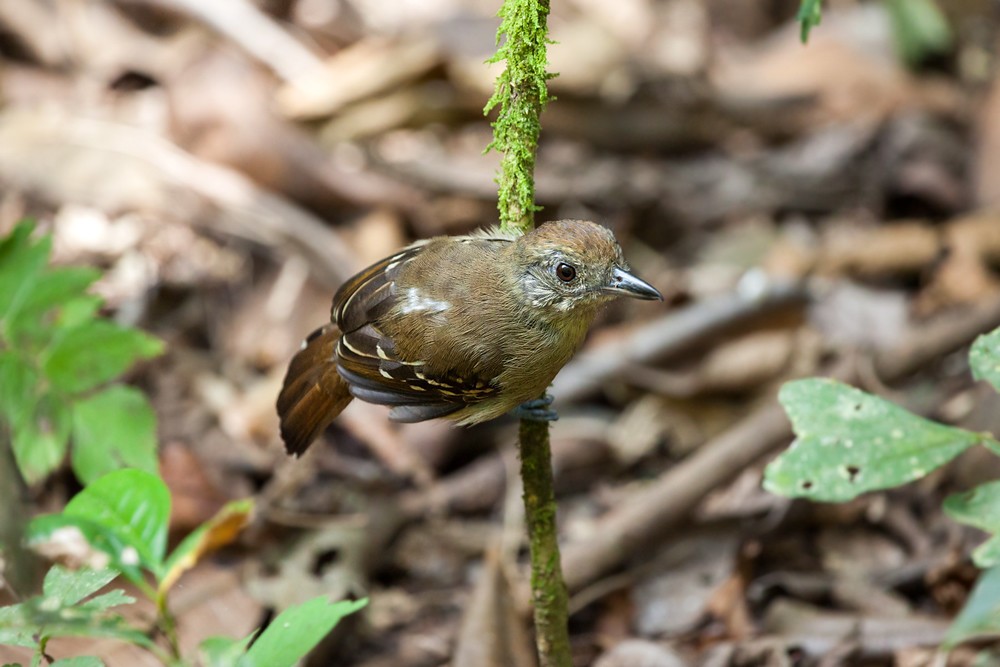 choca-de-sooretama femea