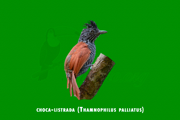 choca-listrada (Thamnophilus palliatus)