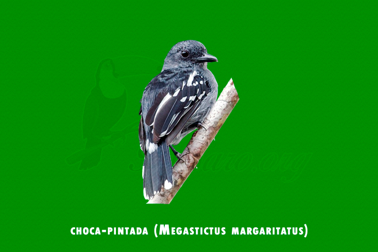 choca-pintada (Megastictus margaritatus)
