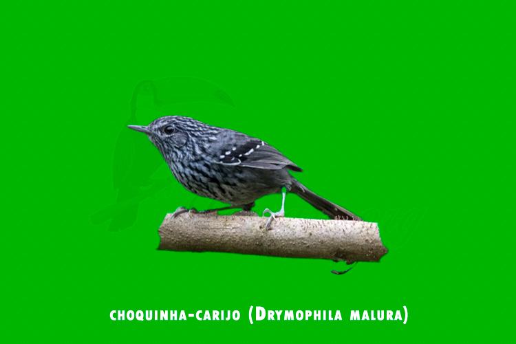 choquinha-carijo ( Drymophila malura)