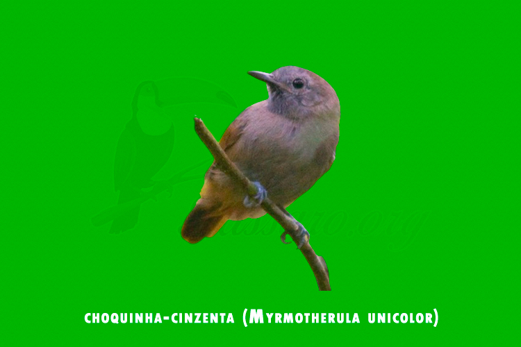 choquinha-cinzenta (Myrmotherula unicolor)