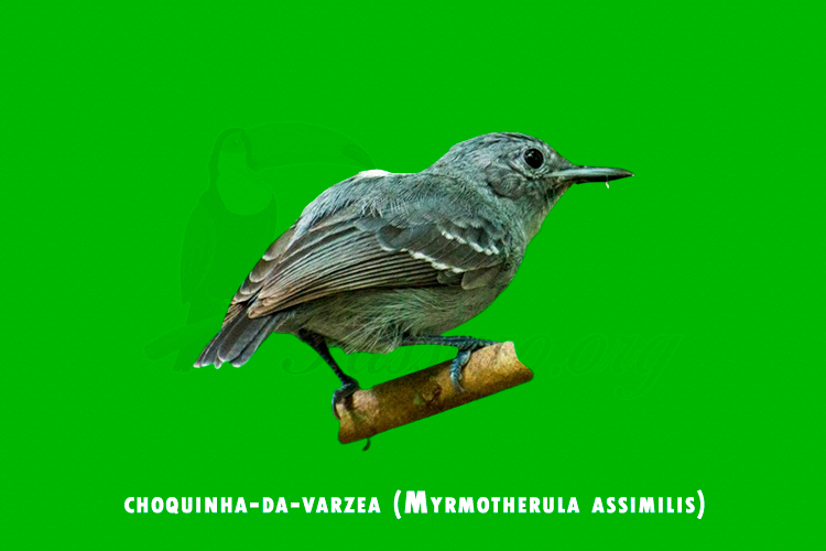 choquinha-da-varzea  (Myrmotherula assimilis)