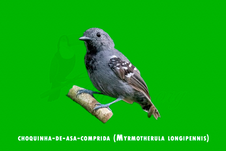choquinha-de-asa-comprida (Myrmotherula longipennis)