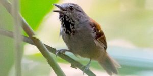 choquinha-de-barriga-parda