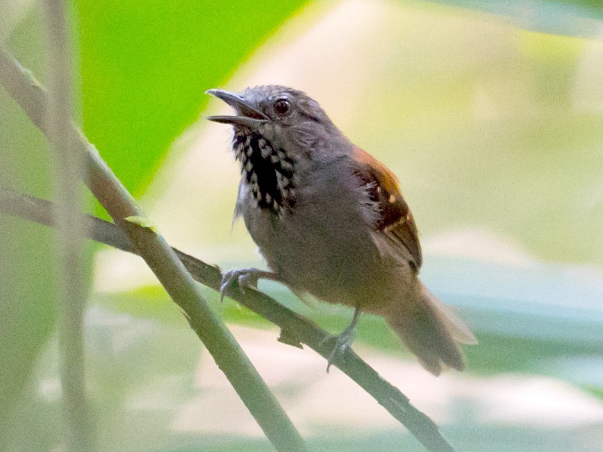 choquinha-de-barriga-parda