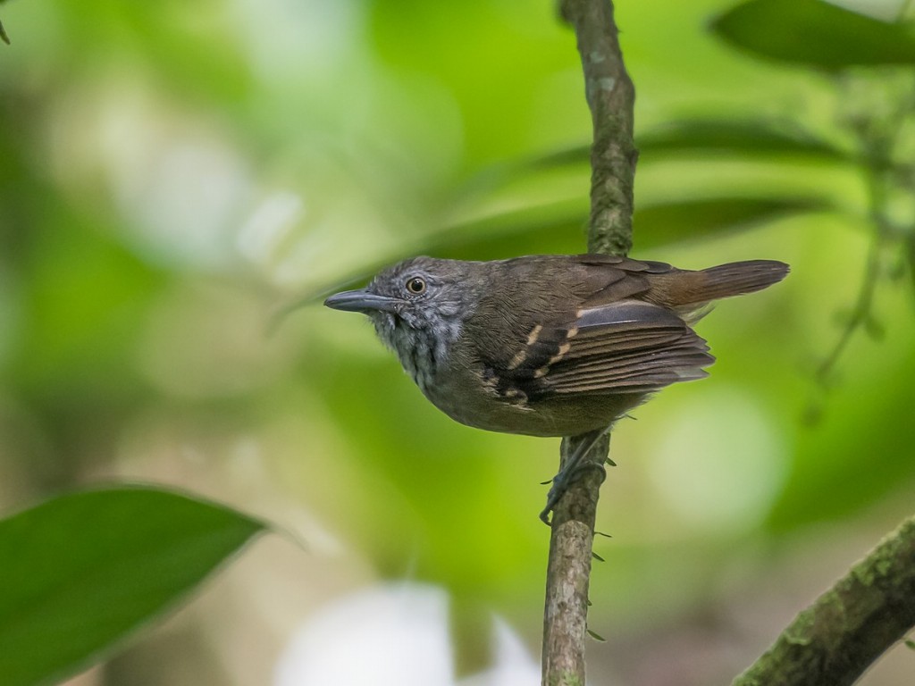 choquinha-de-barriga-parda