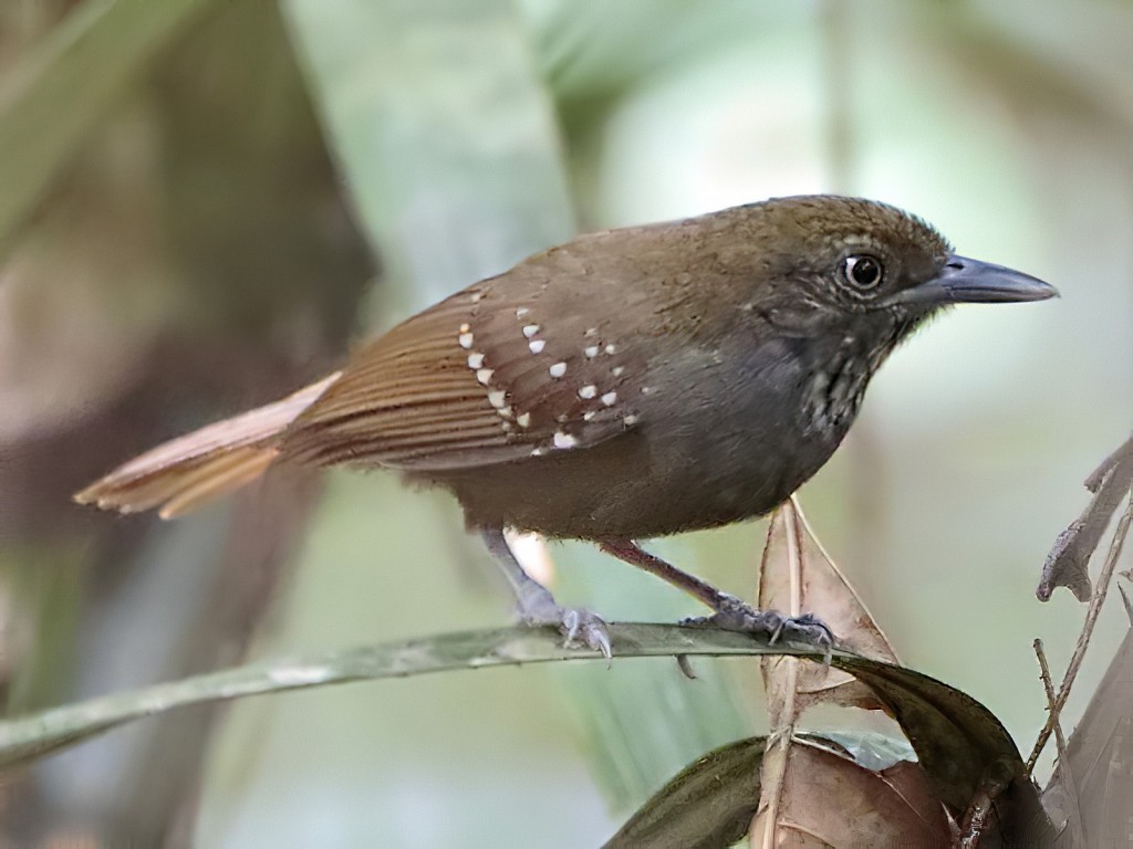 choquinha-de-barriga-parda