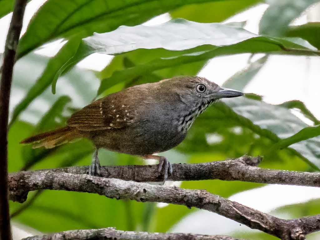 choquinha-de-barriga-parda 