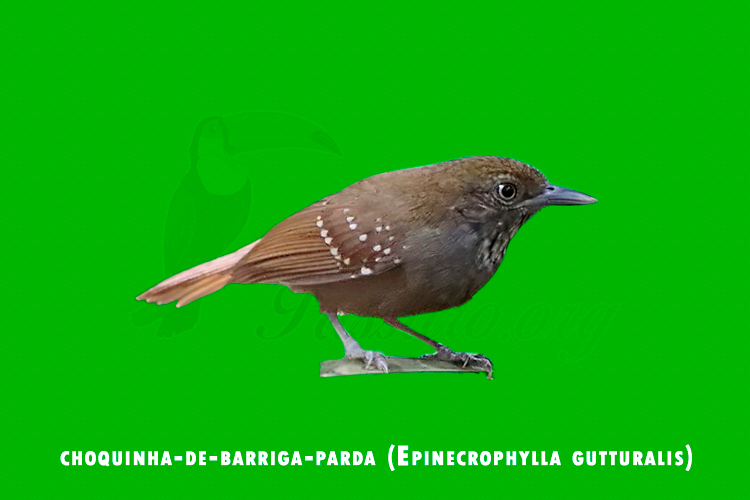 choquinha-de-barriga-parda (Epinecrophylla gutturalis)
