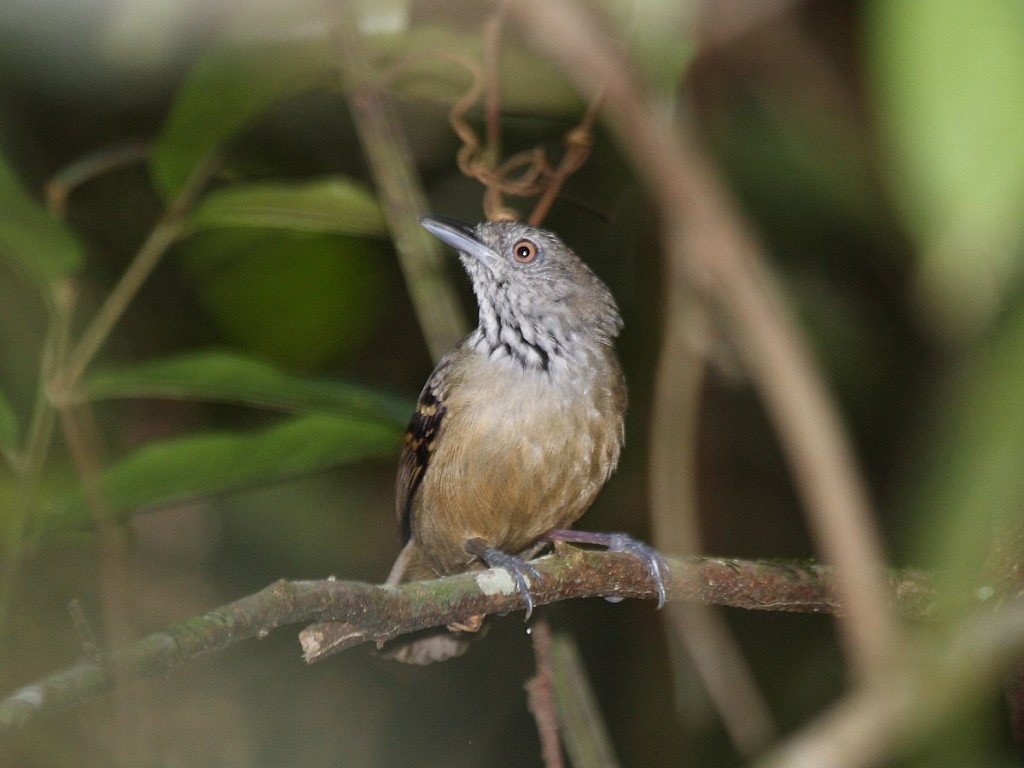 choquinha-de-barriga-parda