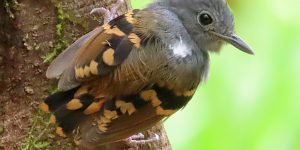 choquinha-de-barriga-ruiva