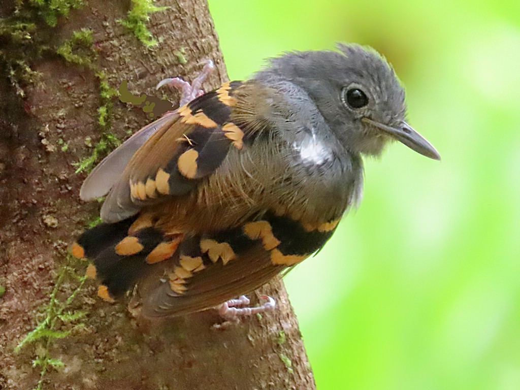 choquinha-de-barriga-ruiva