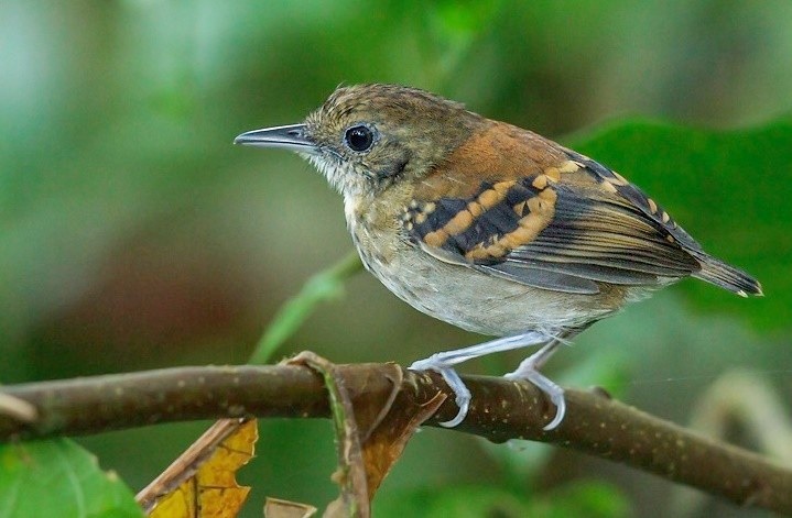 choquinha-de-barriga-ruiva 