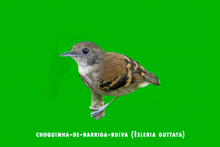 choquinha-de-barriga-ruiva (Isleria guttata)