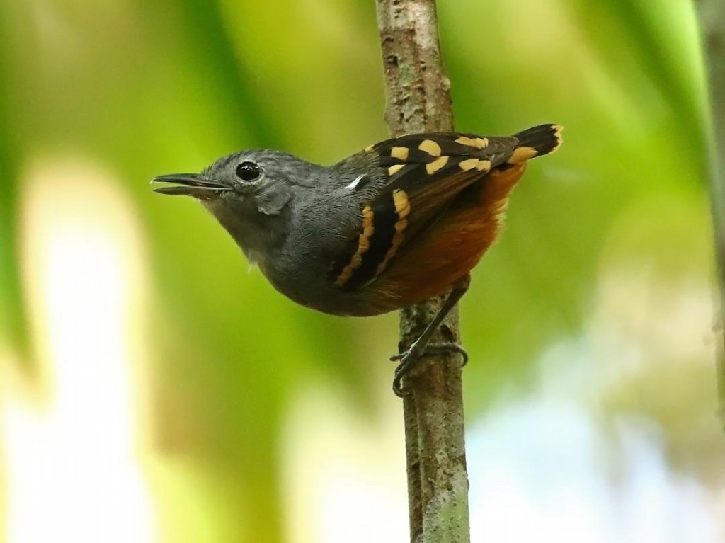 choquinha-de-barriga-ruiva