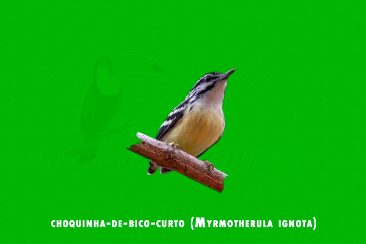 choquinha-de-bico-curto (Myrmotherula ignota)