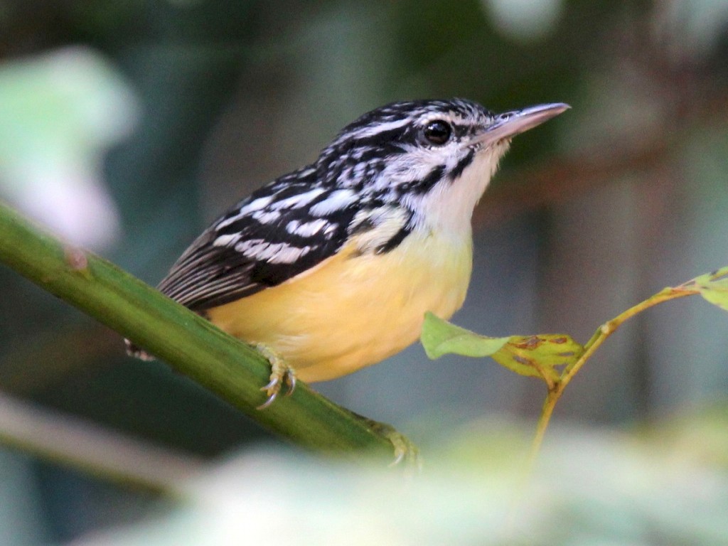 choquinha-de-bico-curto