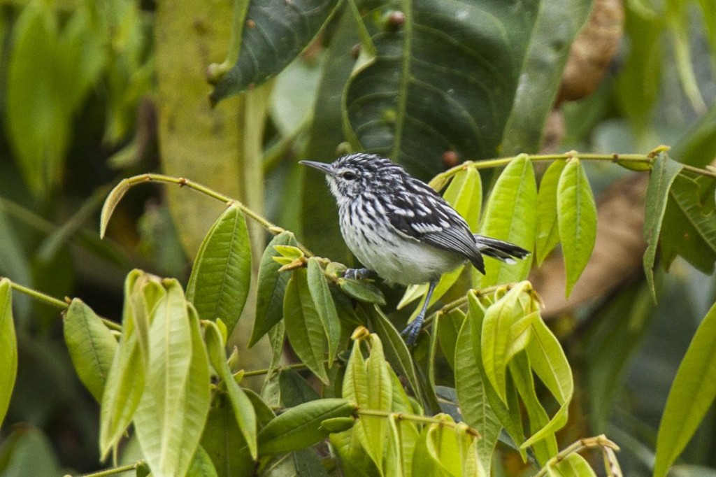 choquinha-de-garganta-amarela