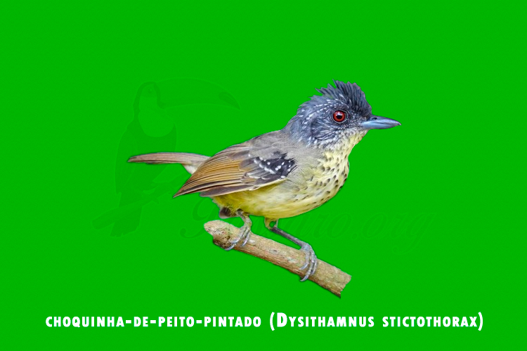 choquinha-de-peito-pintado (Dysithamnus stictothorax)