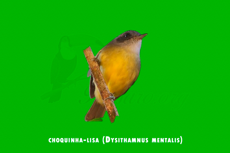 choquinha-lisa (Dysithamnus mentalis)