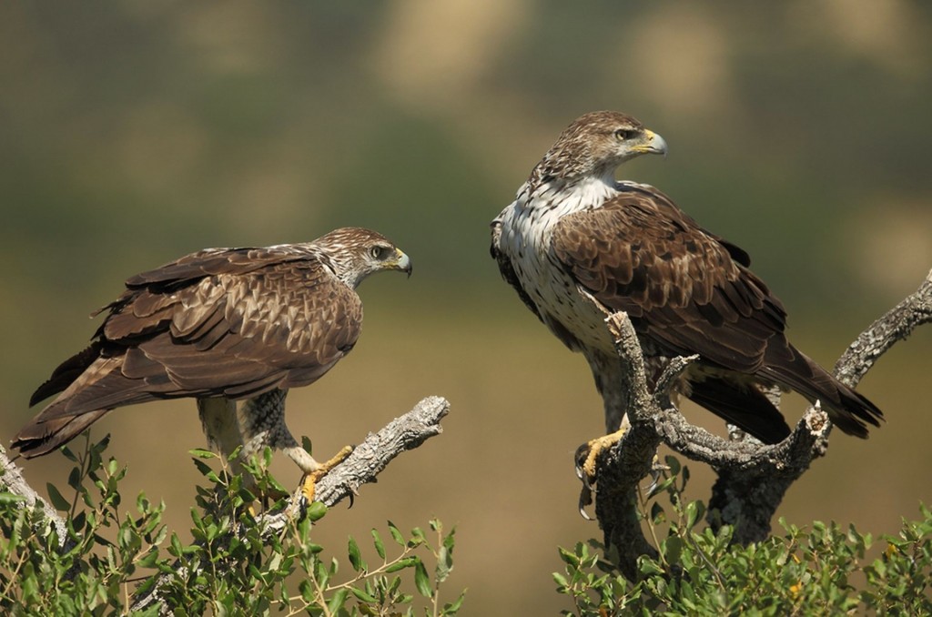 classificacao cientifica da aguia de bonelli