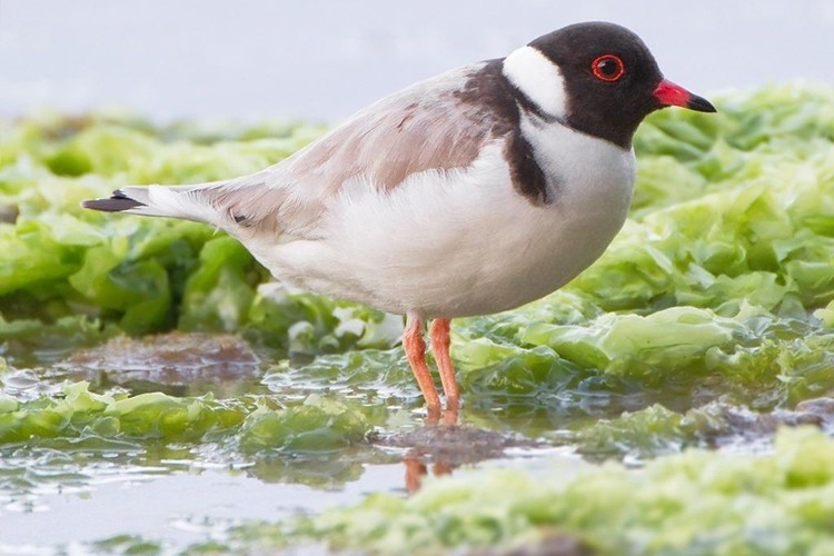 classificacao cientifica da tarambola encapuçado