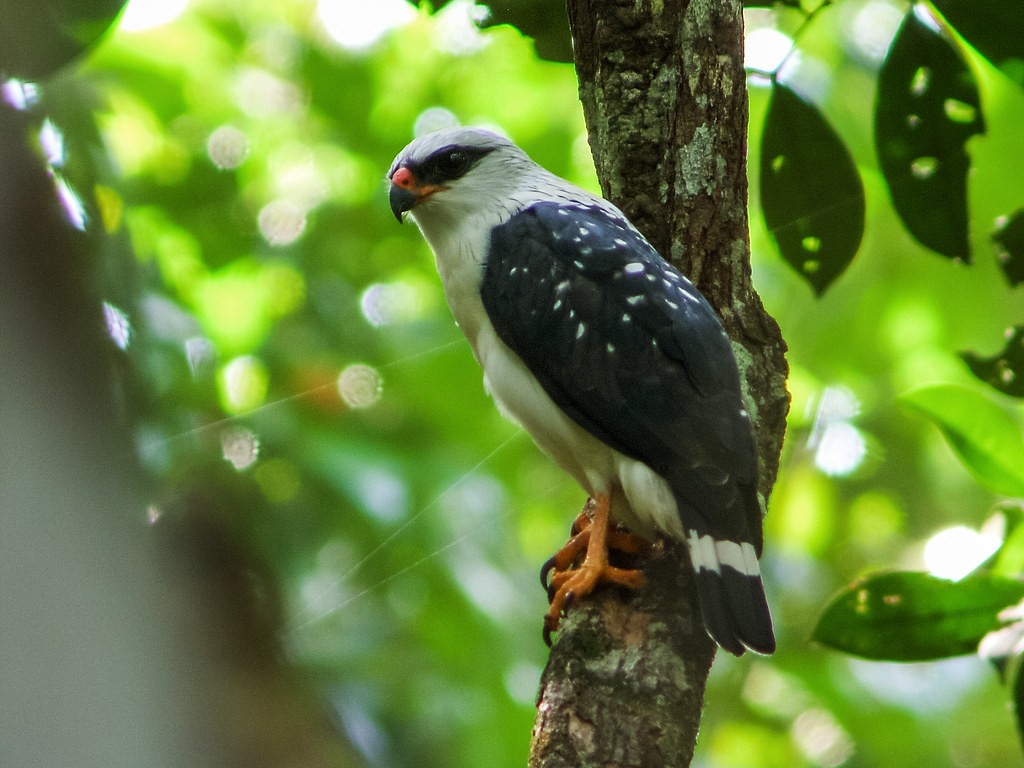 classificacao cientifica do gaviao-de-cara-preta