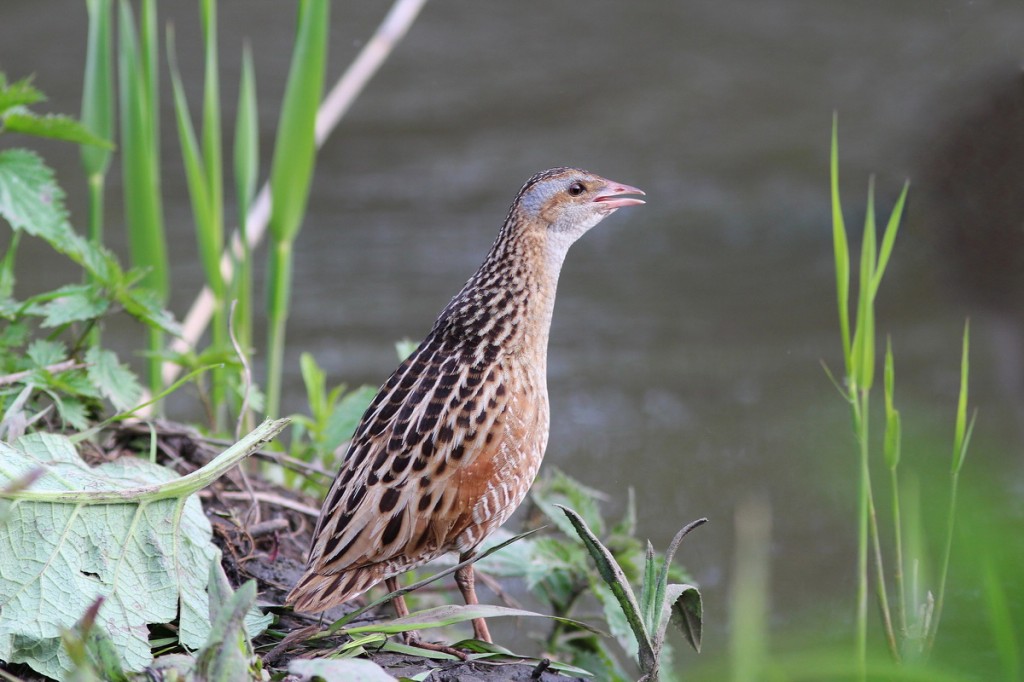 codornizao