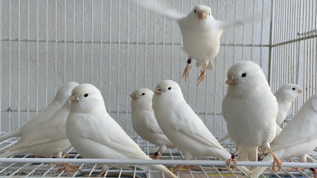 como criar canario belga branco