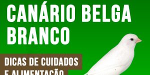 como criar canario belga branco