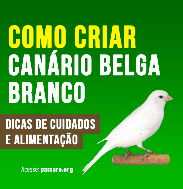 como criar canario belga branco