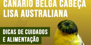como criar canario-belga-cabeca-lisa-australiana