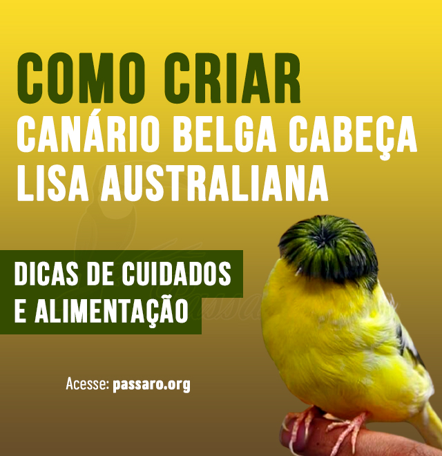 como criar canario-belga-cabeca-lisa-australiana