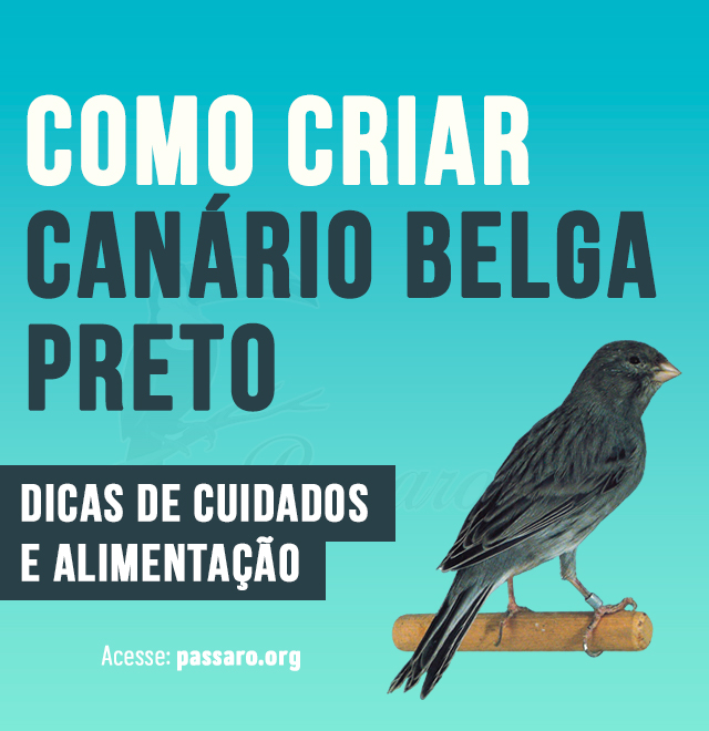 como criar canario belga preto