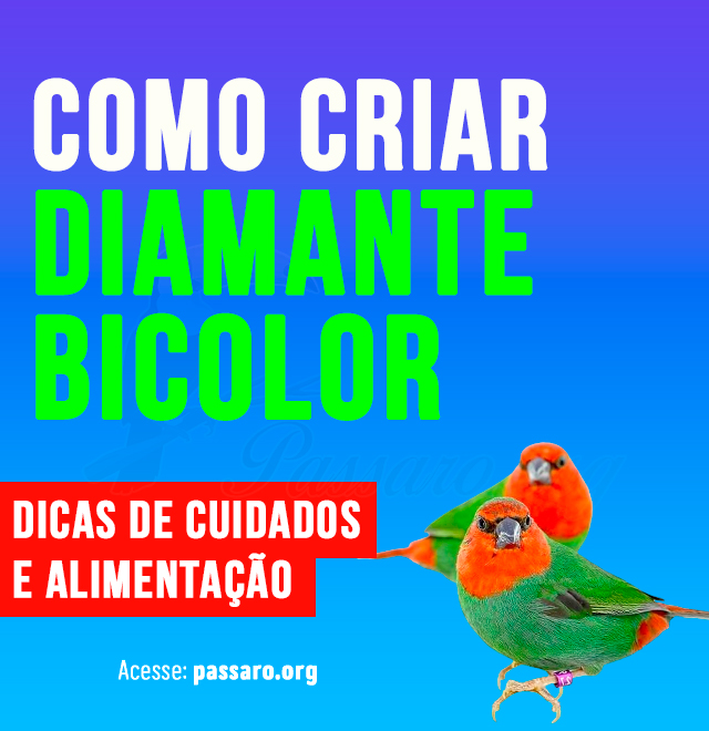 como criar diamante-bicolor